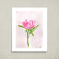 Pink Peony Poster